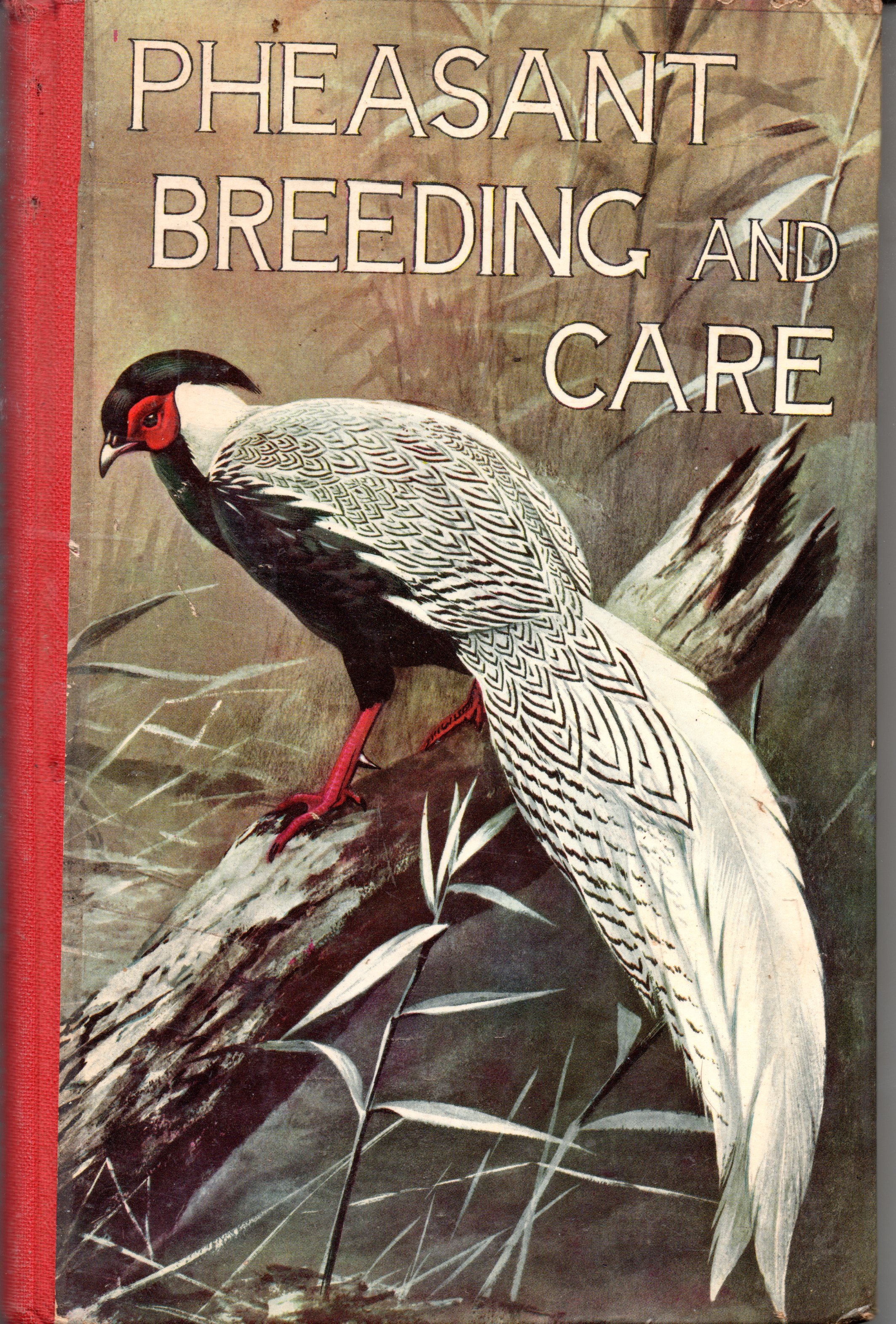 Pheasant Breeding and Care